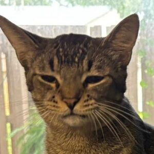 Meet your Posher, Alyona